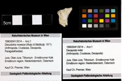 Foto (Objekt + Etiketten) von Discutiolira moesica (Muţiu & Bădăluţă, 1971) 